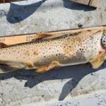 Montana Faces an Emergency as 'Zombie' Trout Appear in Rivers Across the State