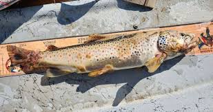 Montana Faces an Emergency as 'Zombie' Trout Appear in Rivers Across the State