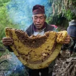 The History of Mad Honey: The Rare Hallucinogen from the Mountains of Turkey and Nepal