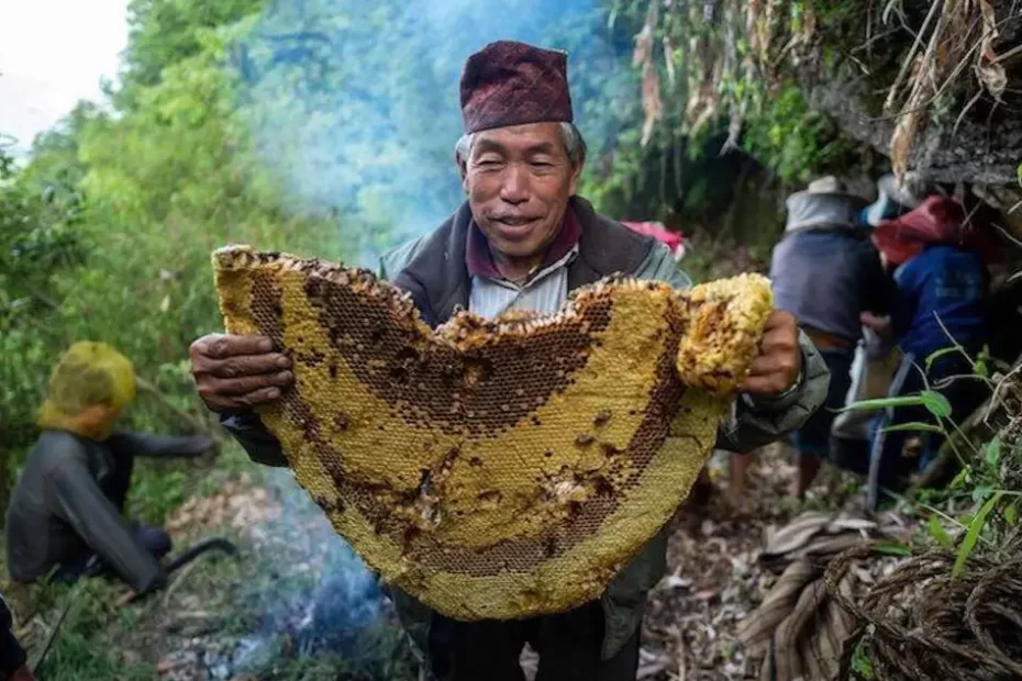 The History of Mad Honey: The Rare Hallucinogen from the Mountains of Turkey and Nepal