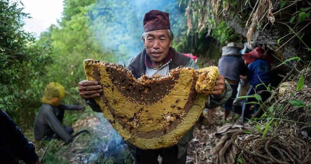 The History of Mad Honey: The Rare Hallucinogen from the Mountains of Turkey and Nepal