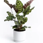 Peacock Plant